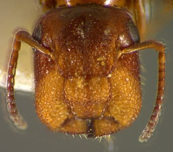 Media type: image; Entomology 21558   Aspect: head frontal view